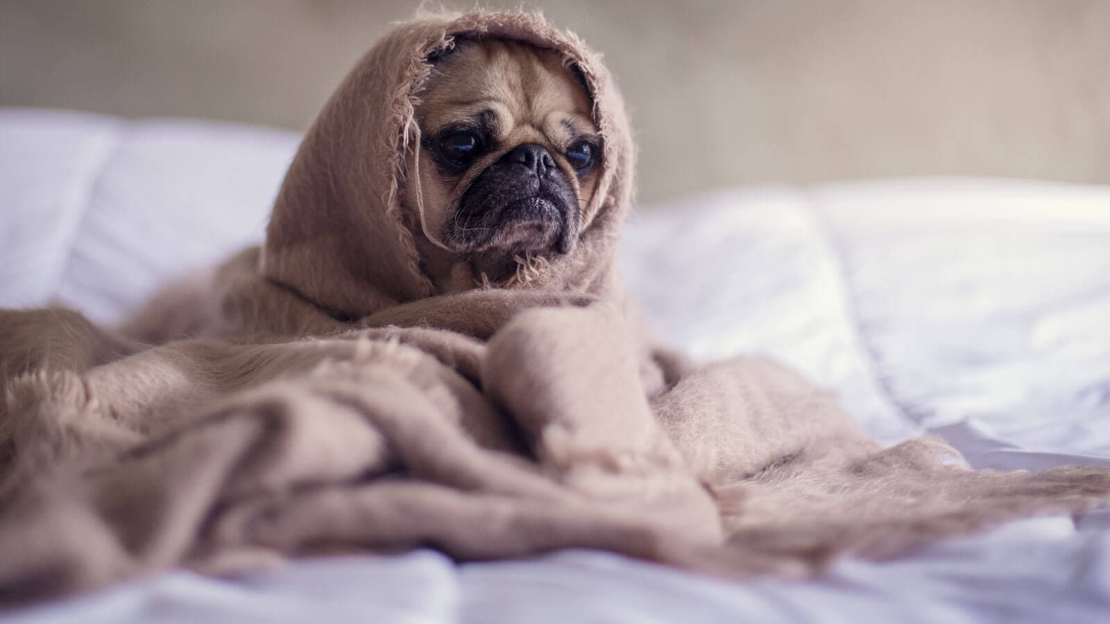 Pug wrapped in a blanket