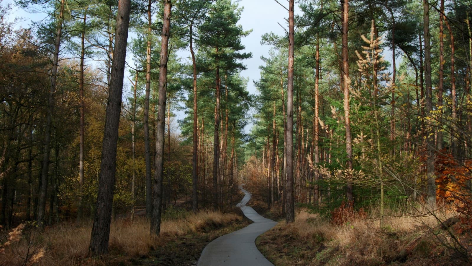 Path in the forest