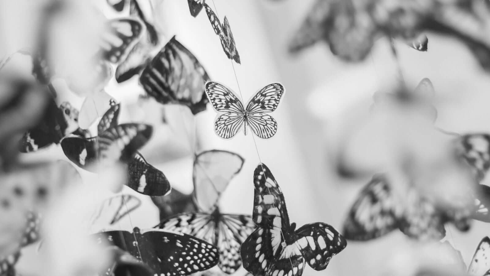 Butterflies